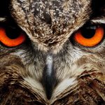 Baglyos kvíz Baglyos kvíz