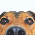 Tudsz válaszolni hét kutyás kérdésre? Kutyás kvíz