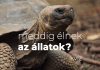 Meddig élnek az állatok? Meddig élnek az állatok?