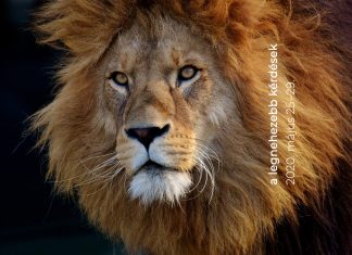 Kérdések újrakeverve: a legnehezebb kérdések a héten (május 25–29.) Kvíz remix