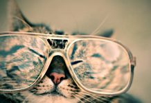 Macskaszakértő vagy? Macskakvíz