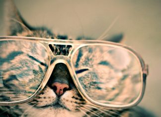 Macskaszakértő vagy? Macskakvíz