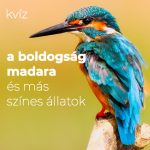 A boldogság madara és más színes állatok Színes állatok kvíze