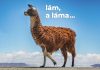 Lám, a láma… Lám, a láma...
