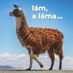 Lám, a láma… Lám, a láma...