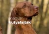 Magyar kutyafajták kvíze Magyar kutyafajták