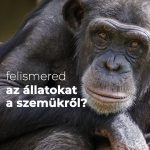 Felismered az állatokat a szemükről? Állatszemek
