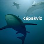 Cápakvíz Cápakvíz