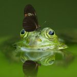 Meglepő tények kvíze (5. rész) Meglepő tények 5