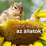 Mit esznek az állatok? Mit esznek az állatok?