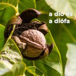 A dió és a diófa Diós kvíz