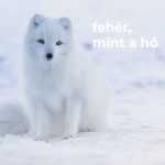 Fehér, mint a hó Fehér, mint a hó