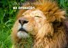 Az állatok királya, az oroszlán Az oroszlán