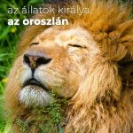 Az állatok királya, az oroszlán Az oroszlán