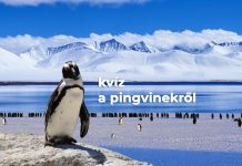 Kvíz a pingvinekről Kvíz a pingvinekről