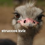 Struccos kvíz Struccos kvíz