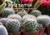 Kvíz remix: szeptember 14–18. között ezekre a kérdésekre érkezett a legtöbb helyes válasz Könnyű kérdések