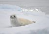 Január 20. Kvíz - január 20.