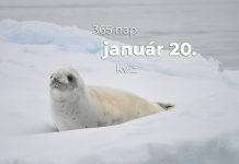 Január 20. Kvíz - január 20.
