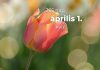Április 1. Kvíz - április 1.
