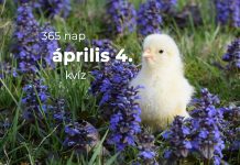 Április 4. Kvíz - április 4.