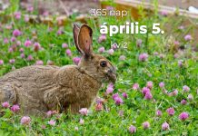 Április 5. Kvíz - április 5.