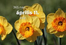 Április 11. Kvíz - április 11.