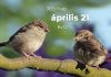 Április 21. Kvíz - április 21.