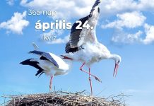 Április 24. Kvíz - április 24.
