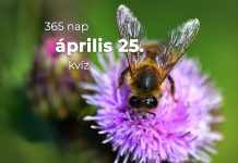 Április 25. Kvíz - április 25.