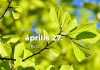 Április 27. Kvíz - április 27.