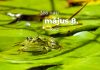 Május 8. Kvíz - május 8.