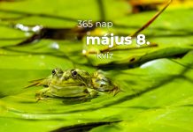 Május 8. Kvíz - május 8.