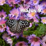 Május 9. Kvíz - május 9.