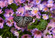Május 9. Kvíz - május 9.