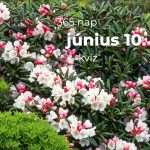 Június 10. Kvíz - június 10.