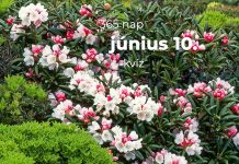 Június 10. Kvíz - június 10.