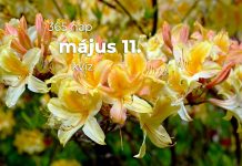 Május 11. Kvíz - május 11.