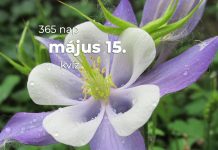 Május 15. Kvíz - május 15.