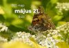 Május 21. Kvíz - május 21.