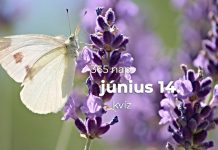 Június 14. Kvíz - június 14.