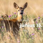 Június 15. Kvíz - június 15.