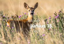Június 15. Kvíz - június 15.
