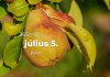 Július 5. Kvíz - július 5.