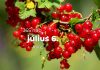 Július 6. Kvíz - július 6.