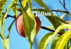 Július 7. Kvíz - július 7.