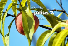 Július 7. Kvíz - július 7.