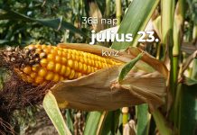 Július 23. Kvíz - július 23.