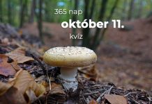 Október 11. Kvíz - október 11.