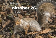 Október 26. Kvíz - október 26.